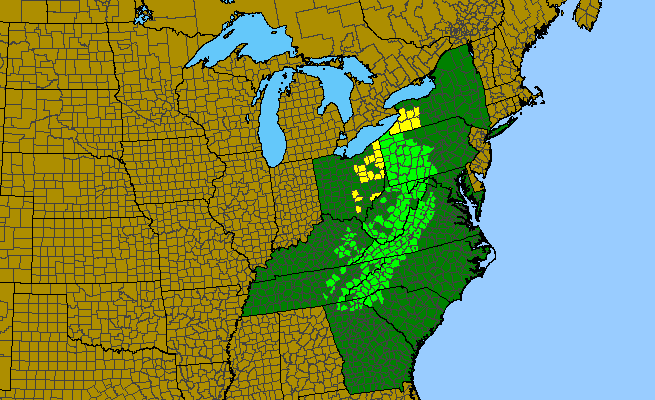 The range of Clintonia umbellulata